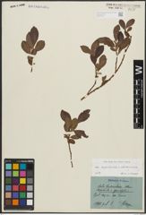 Foto von Salix appendiculata Vill. x Salix waldsteiniana Willd.